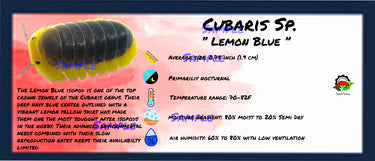 Cubaris Sp. Lemon Blue Isopod Bin Label